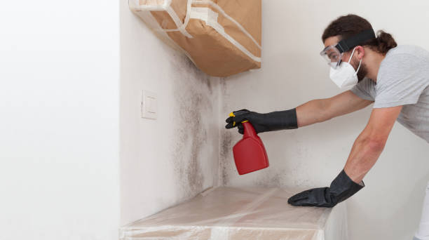 Professional Basement Mold Removal technician working in Columbus, MN