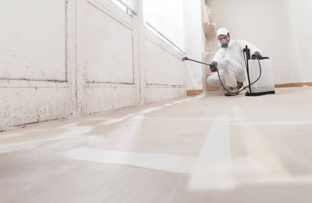 24/7 Emergency Basement Mold Removal experts in Columbus, MN