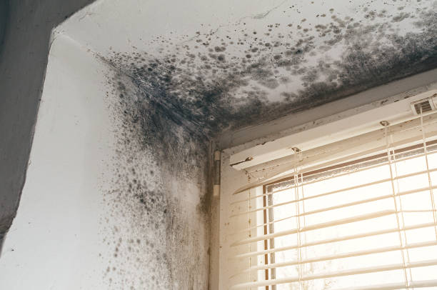 Affordable Basement Mold Removal solutions in Columbus, MN