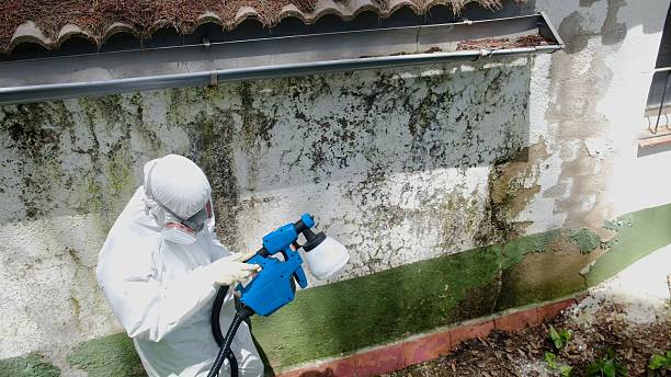 Top rated local Basement Mold Removal specialists in Columbus, MN